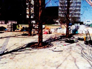 歩道緑化